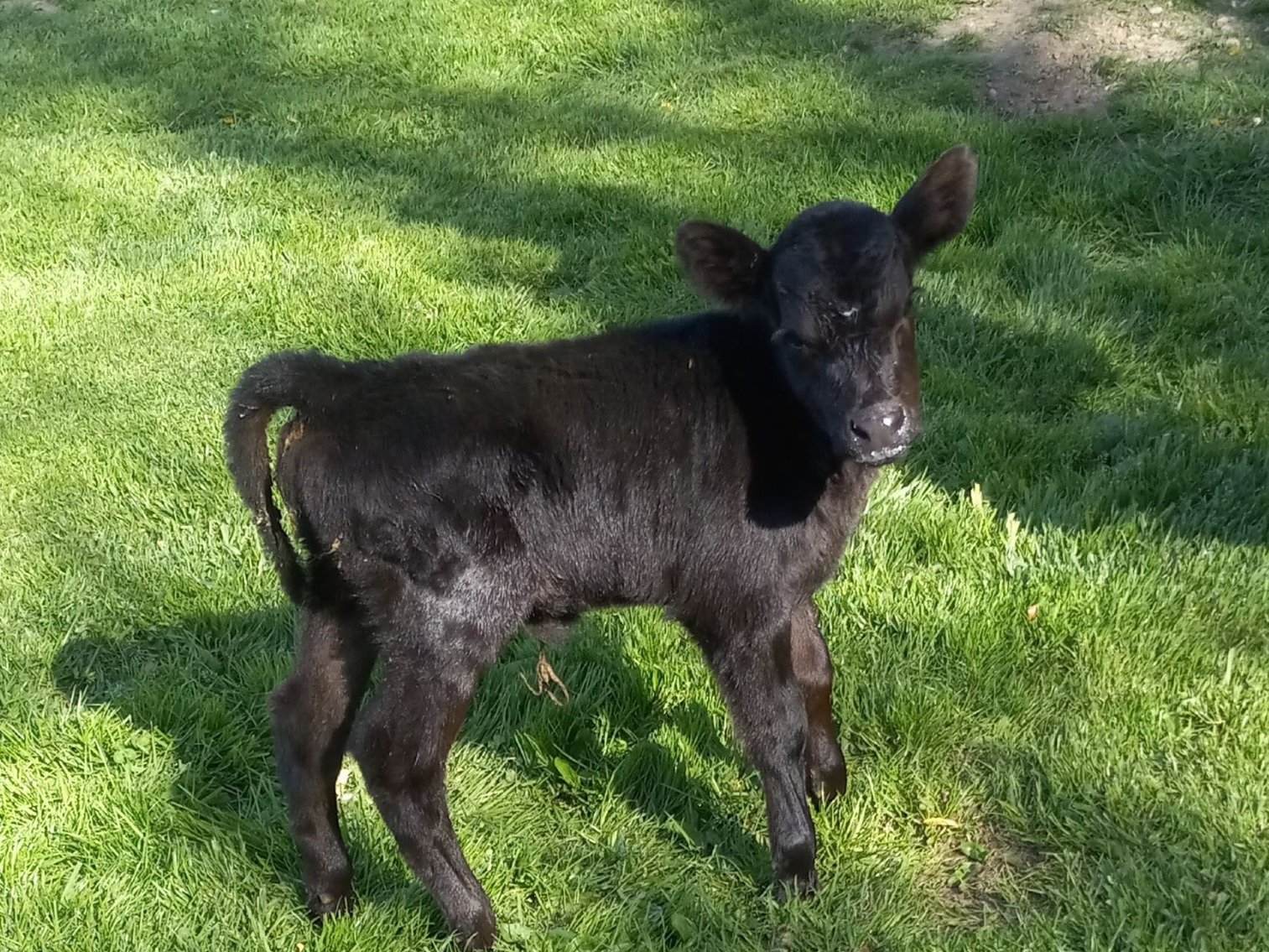 Image for Hamilton Co. Horse Sale & Tack Auction-MAY 4TH