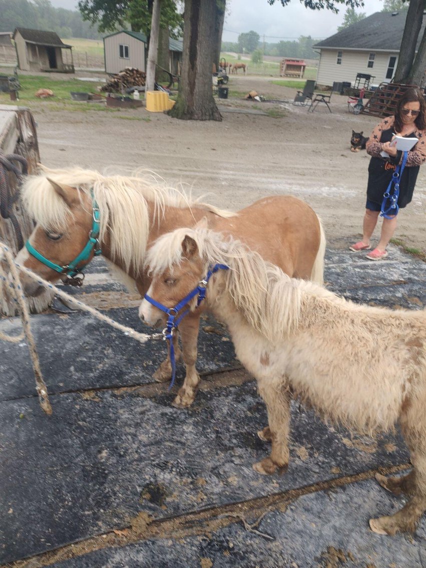 Image for Hamilton Co. Horse Sale & Tack Auction-MAY 18th