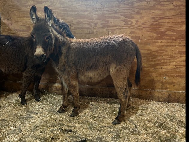 Image for Hamilton Co. Horse Sale & Tack Auction-MAY 18th