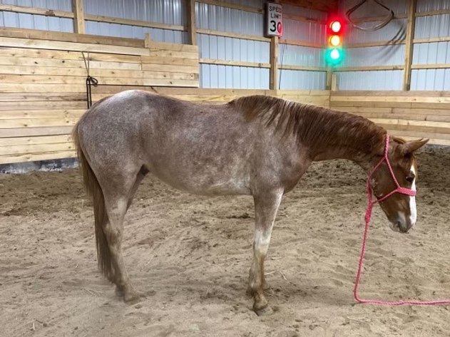 Image for Hamilton Co. Horse Sale & Tack Auction-MAY 18th