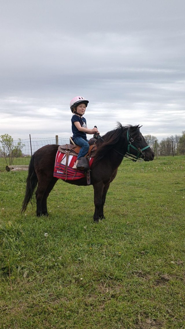 Image for Hamilton Co. Horse Sale & Tack Auction-JUNE 1ST