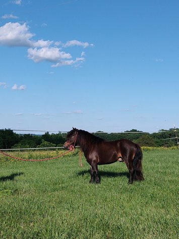Image for Hamilton Co. Horse Sale & Tack Auction-JUNE 1ST