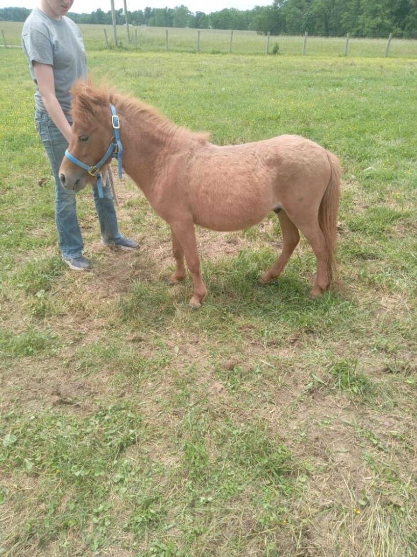 Image for Hamilton Co. Horse Sale & Tack Auction-JUNE 1ST