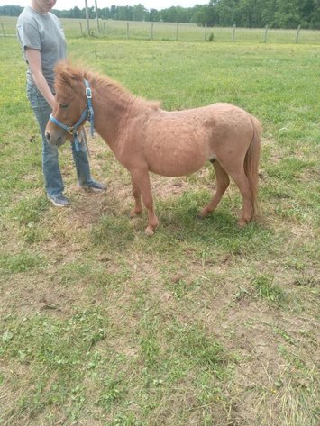 Image for Hamilton Co. Horse Sale & Tack Auction-JUNE 1ST