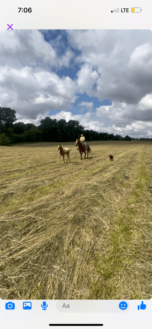 Image for Hamilton Co. Horse Sale & Tack Auction-JUNE 1ST