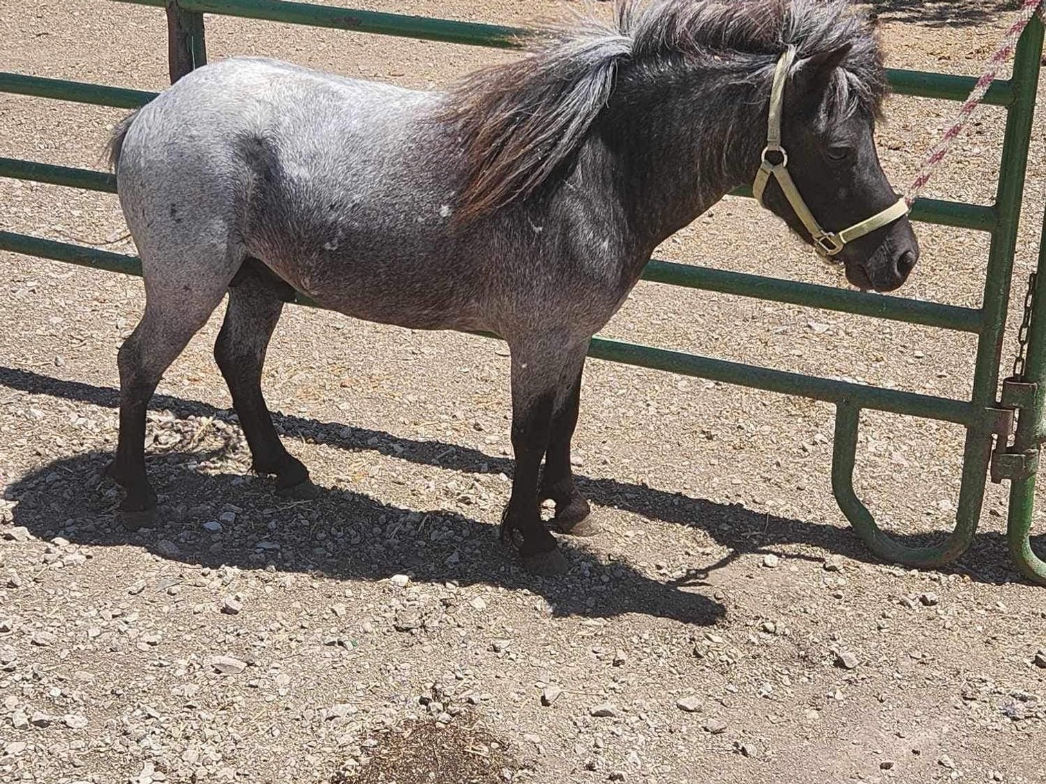 Image for Hamilton County Horse & Tack Sale -SATURDAY JUNE 15th- Noblesville, IN