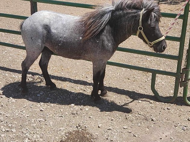 Image for Hamilton County Horse & Tack Sale -SATURDAY JUNE 15th- Noblesville, IN