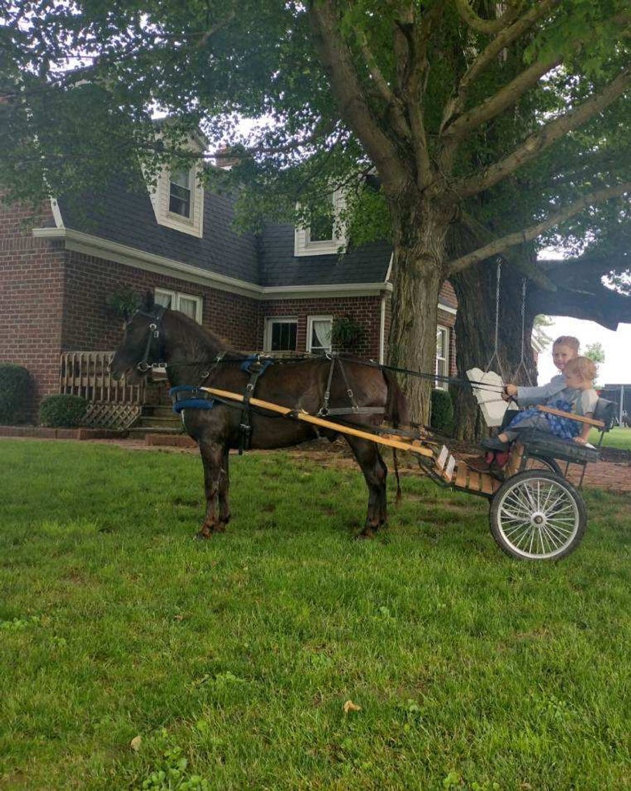 Image for Hamilton County Horse & Tack Sale -SATURDAY JUNE 15th- Noblesville, IN