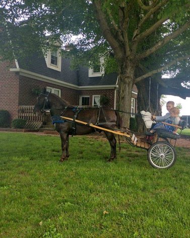 Image for Hamilton County Horse & Tack Sale -SATURDAY JUNE 15th- Noblesville, IN