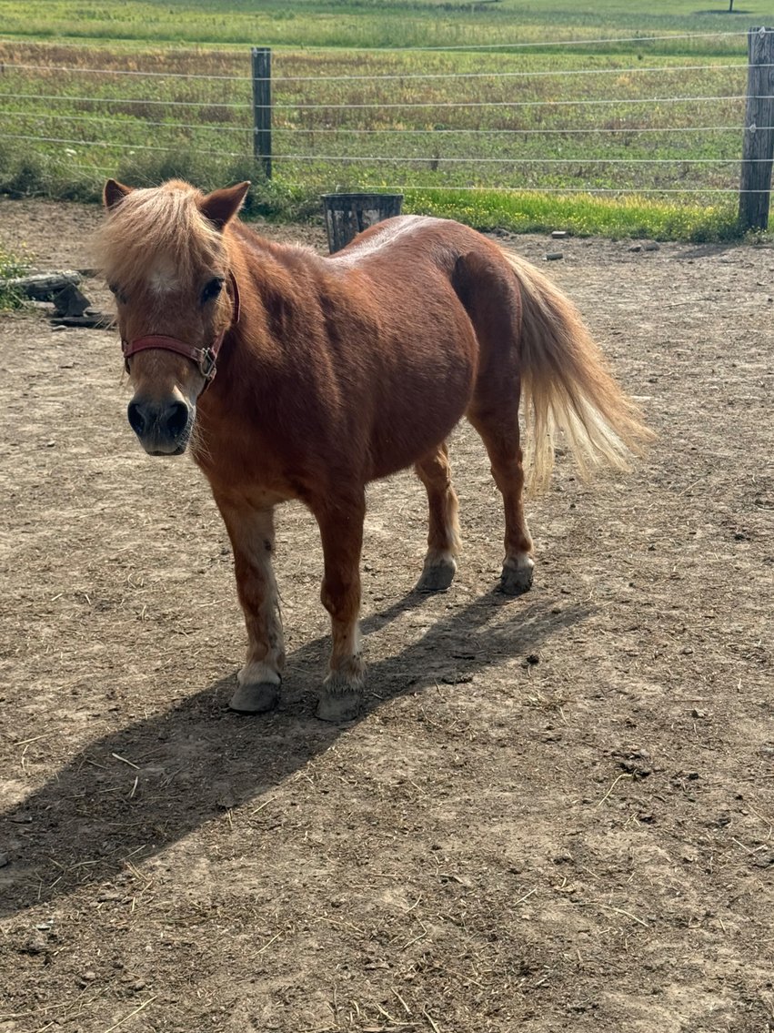 Image for Hamilton County Horse & Tack Sale -SATURDAY JUNE 15th- Noblesville, IN