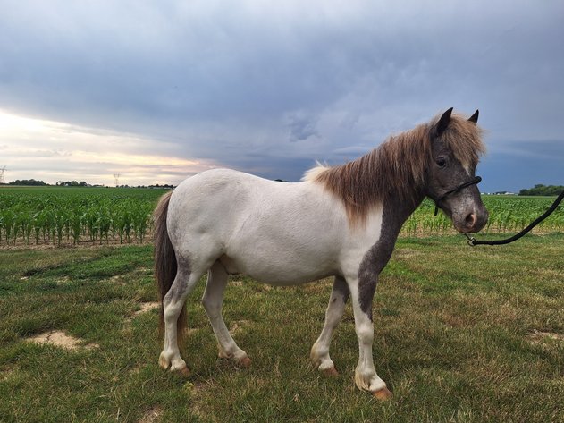 Image for Hamilton County Horse & Tack Sale -SATURDAY JUNE 15th- Noblesville, IN