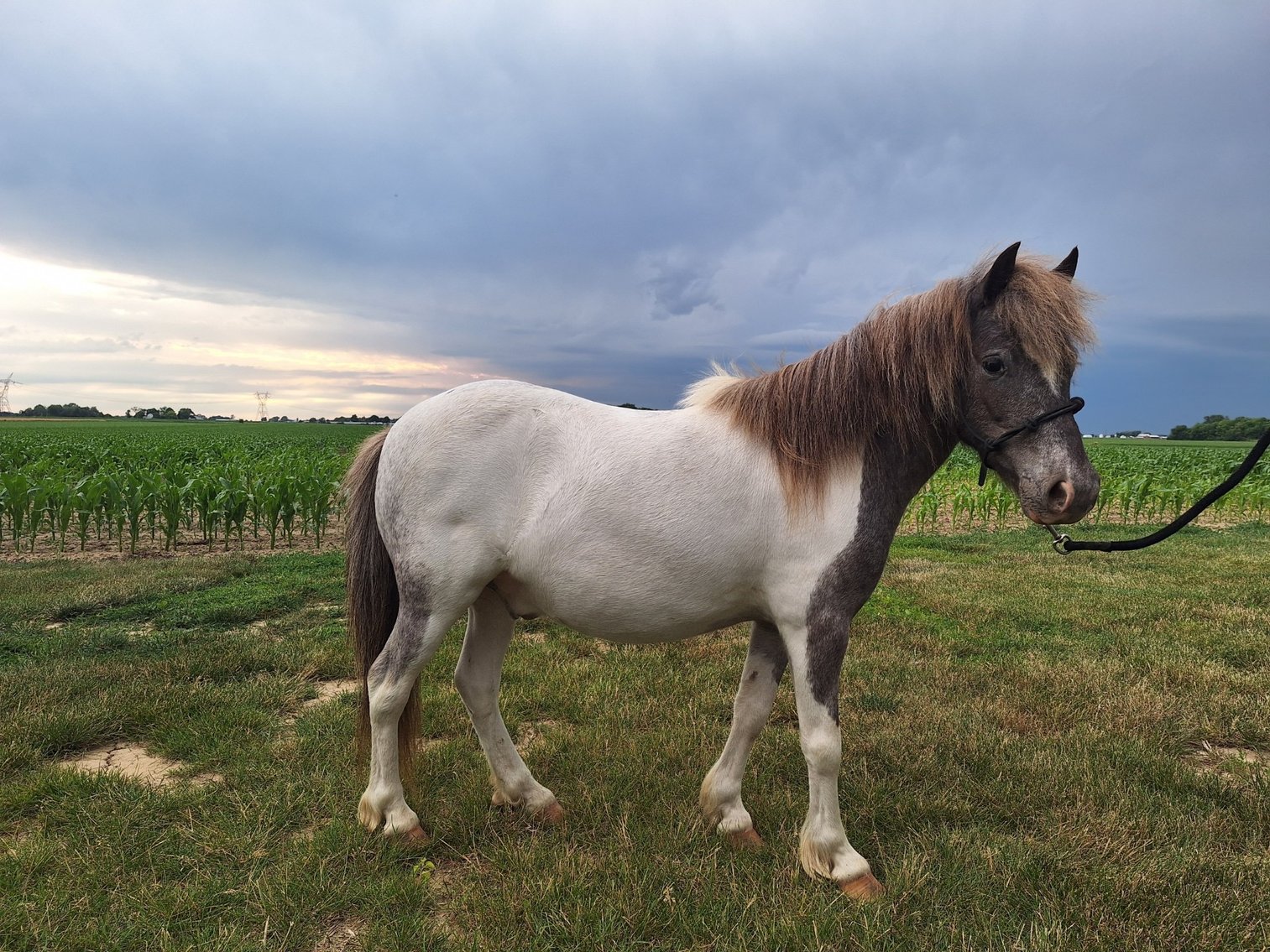 Image for Hamilton County Horse & Tack Sale -SATURDAY JUNE 15th- Noblesville, IN