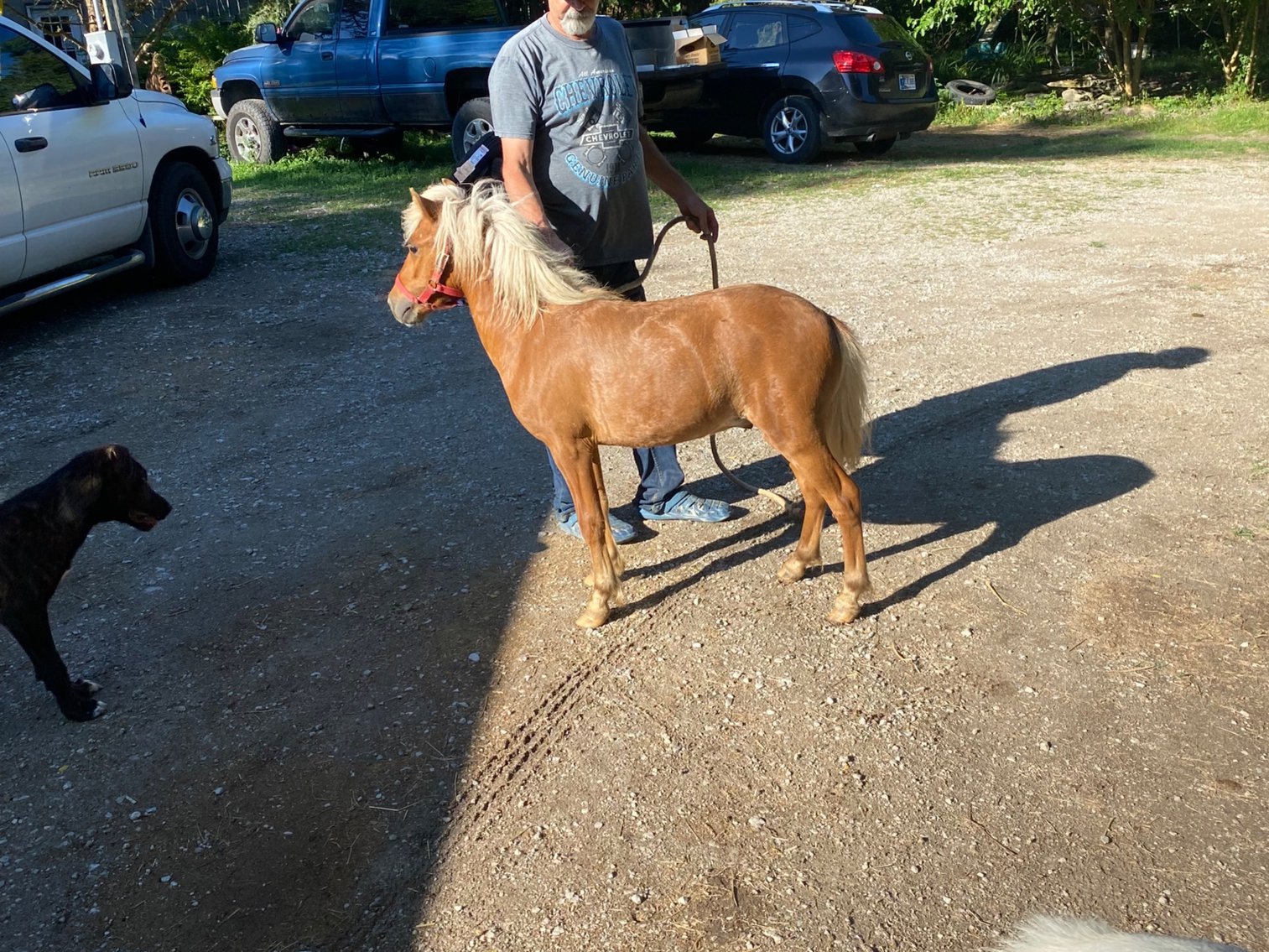 Image for Hamilton County Horse & Tack Sale -SATURDAY JULY 20th- Noblesville, IN