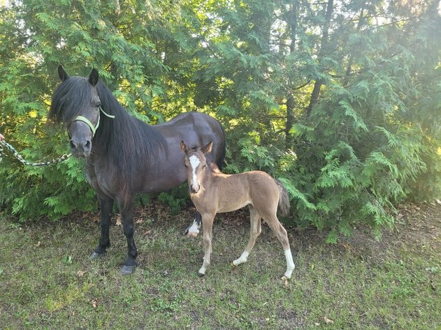 Image for Hamilton County Horse & Tack Sale -SATURDAY JULY 20th- Noblesville, IN