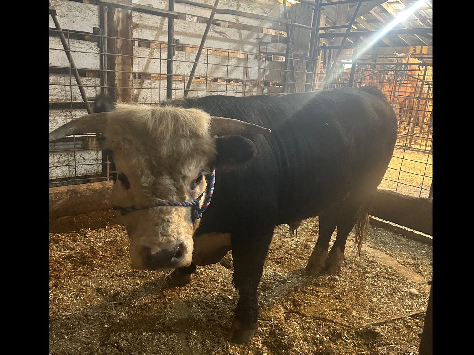 Image for Hamilton County Horse & Tack Sale -SATURDAY JULY 20th- Noblesville, IN