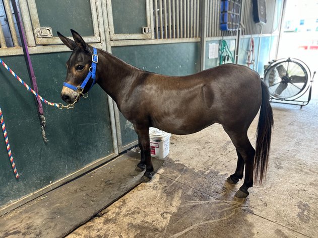 Image for Hamilton County Horse & Tack Sale -SATURDAY August 3rd- Noblesville, IN