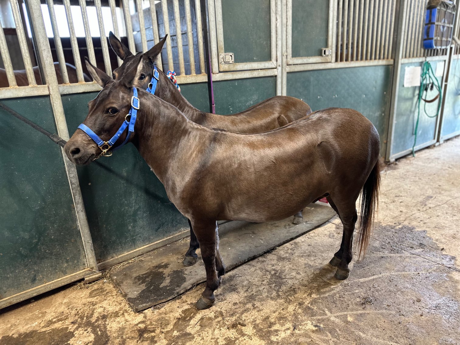 Image for Hamilton County Horse & Tack Sale -SATURDAY August 3rd- Noblesville, IN