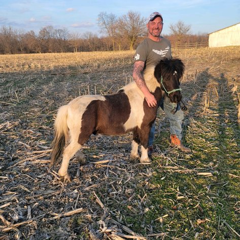 Image for Hamilton County Horse & Tack Sale -SATURDAY August 3rd- Noblesville, IN