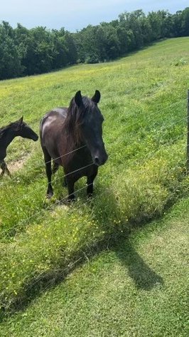 Image for Hamilton County Horse & Tack Sale -SATURDAY August 3rd- Noblesville, IN