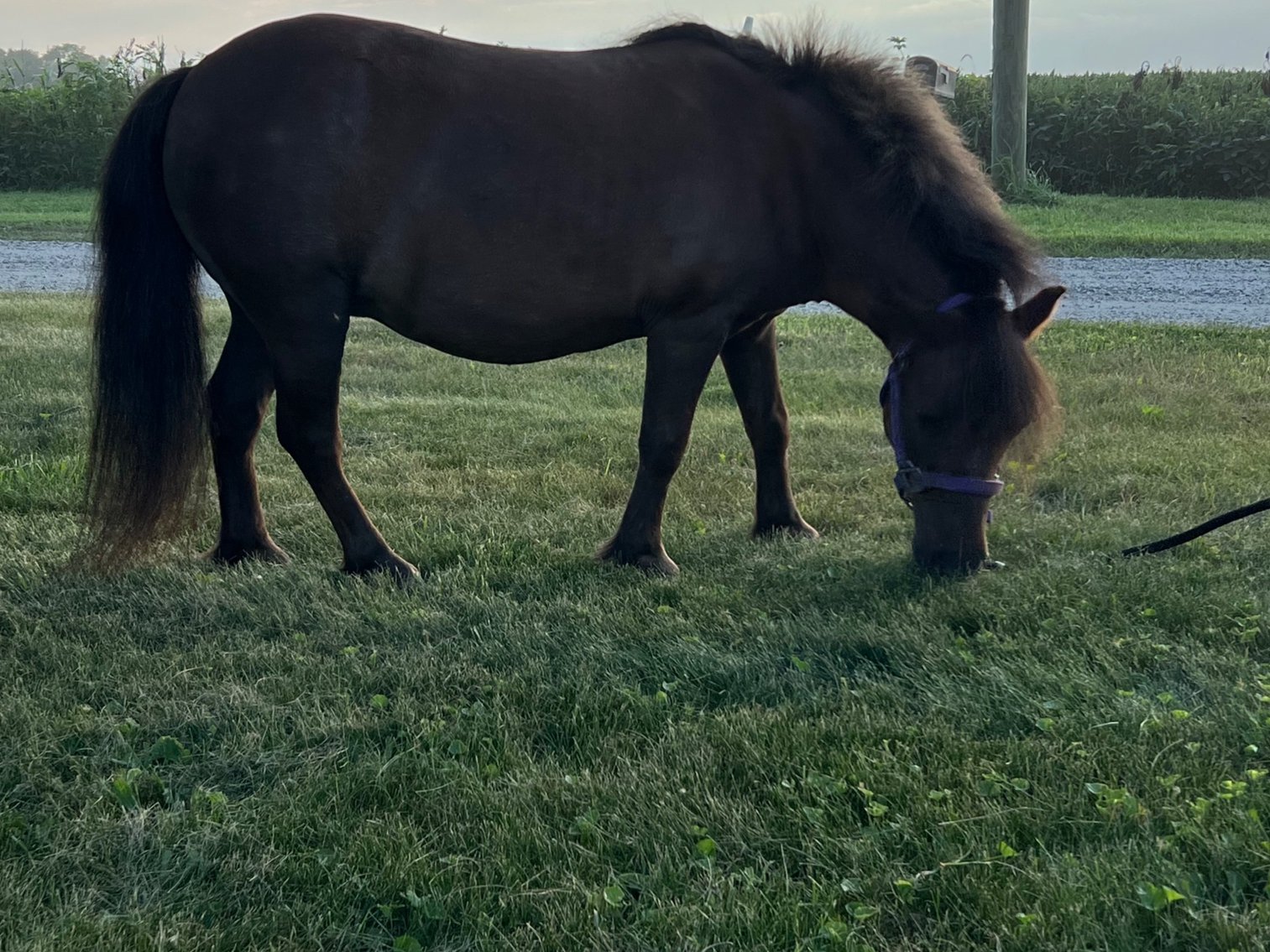 Image for Hamilton County Horse & Tack Sale -SATURDAY August 17th- Noblesville, IN