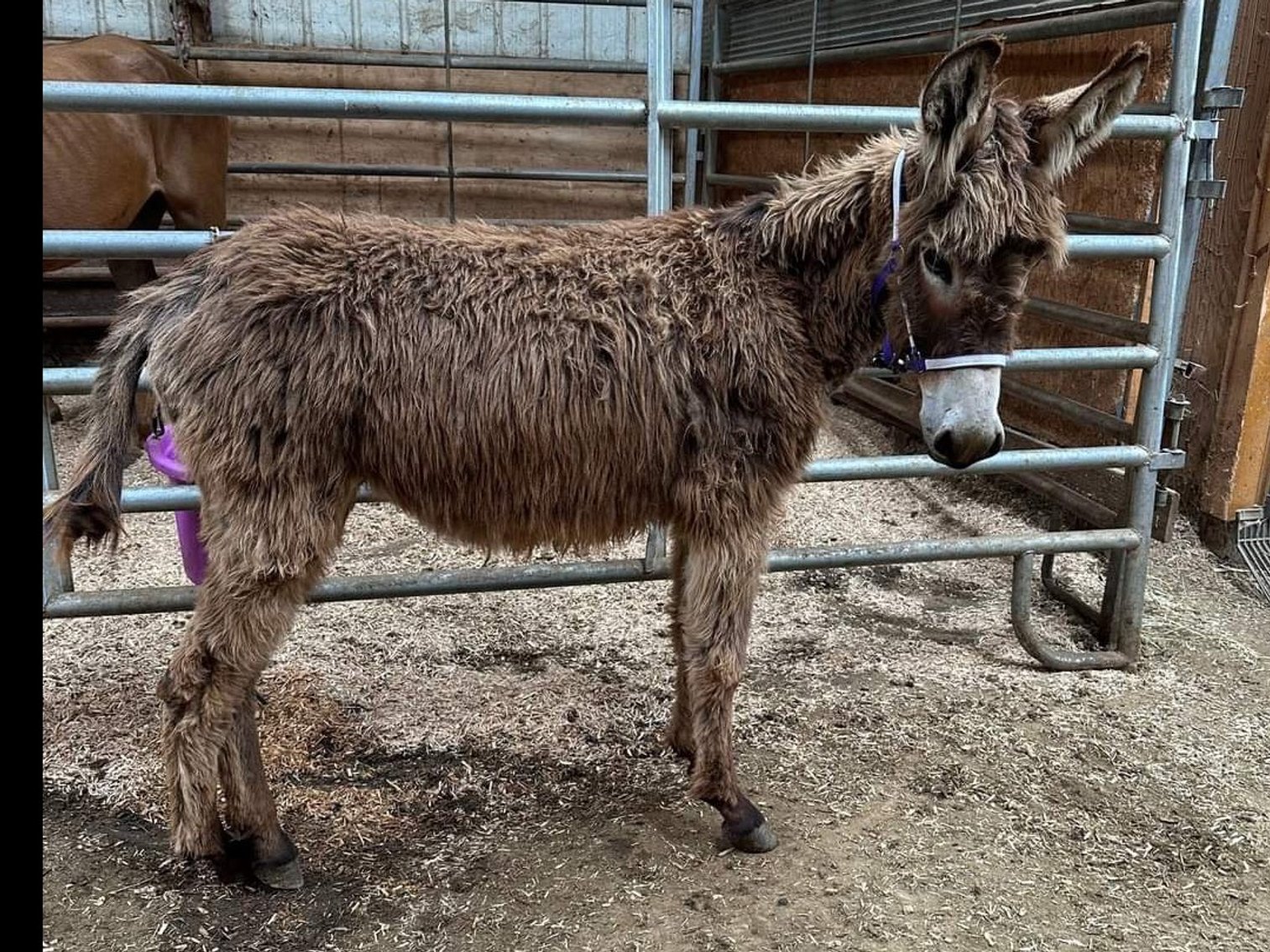 Image for Hamilton County Horse & Tack Sale -SATURDAY August 17th- Noblesville, IN