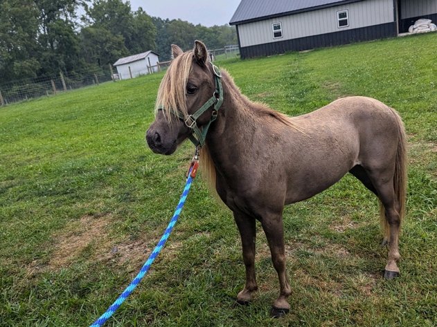 Image for Hamilton County Horse & Tack Sale -SATURDAY August 17th- Noblesville, IN