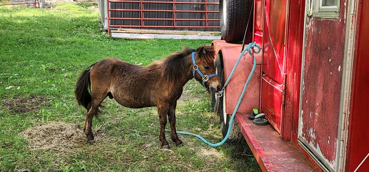 Image for Hamilton County Horse & Tack Sale -SATURDAY August 17th- Noblesville, IN