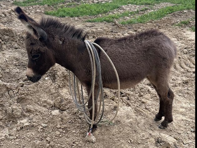 Image for Hamilton County Horse & Tack Sale -SATURDAY September 7th- Noblesville, IN