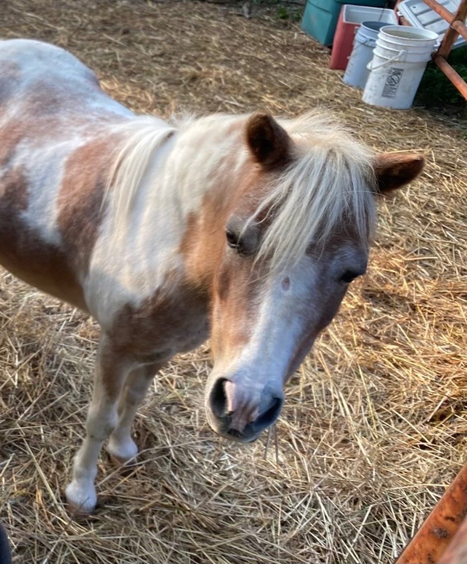 Image for Hamilton County Horse & Tack Sale -SATURDAY September 7th- Noblesville, IN