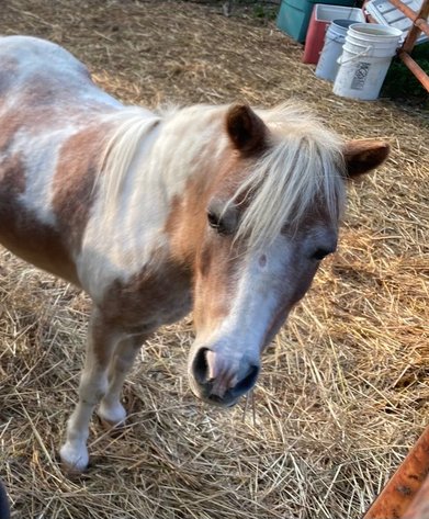 Image for Hamilton County Horse & Tack Sale -SATURDAY September 7th- Noblesville, IN