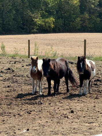 Image for Hamilton County Horse & Tack Sale -SATURDAY September 21st - Noblesville, IN