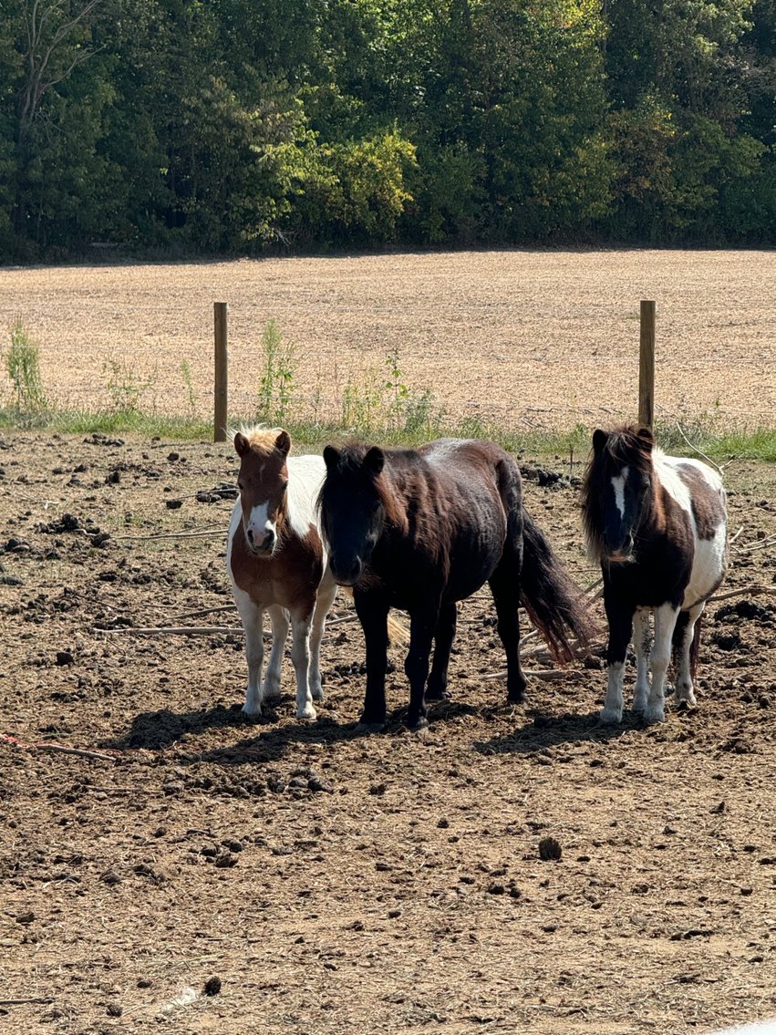 Image for Hamilton County Horse & Tack Sale -SATURDAY September 21st - Noblesville, IN