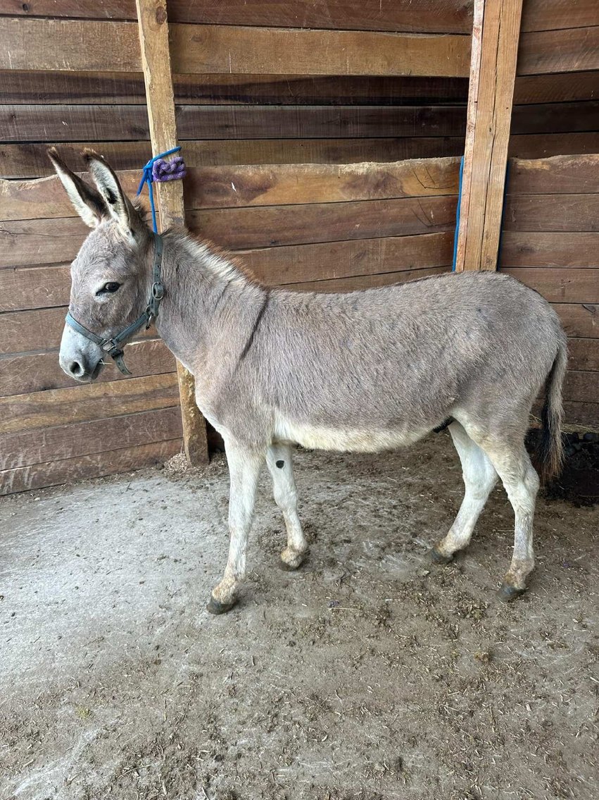 Image for Hamilton County Horse & Tack Sale -SATURDAY September 21st - Noblesville, IN