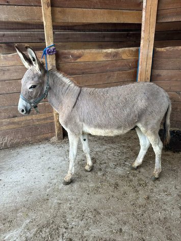 Image for Hamilton County Horse & Tack Sale -SATURDAY September 21st - Noblesville, IN