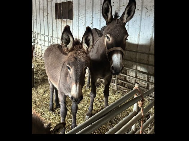 Image for Hamilton County Horse & Tack Sale -SATURDAY October 5th - Noblesville, IN