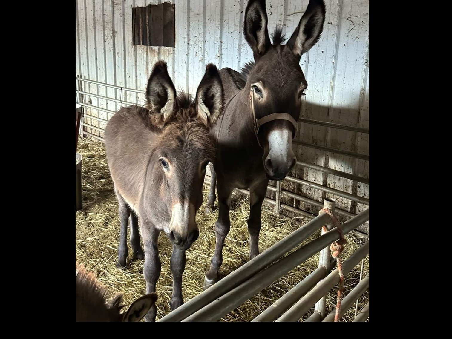 Image for Hamilton County Horse & Tack Sale -SATURDAY October 5th - Noblesville, IN