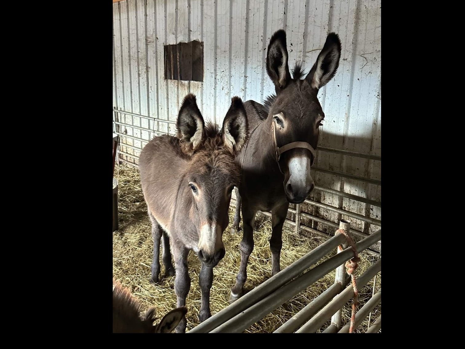 Image for Hamilton County Horse & Tack Sale -SATURDAY October 5th - Noblesville, IN