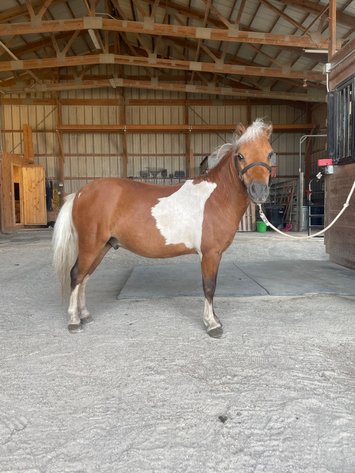 Image for Hamilton County Horse & Tack Sale -SATURDAY October 5th - Noblesville, IN