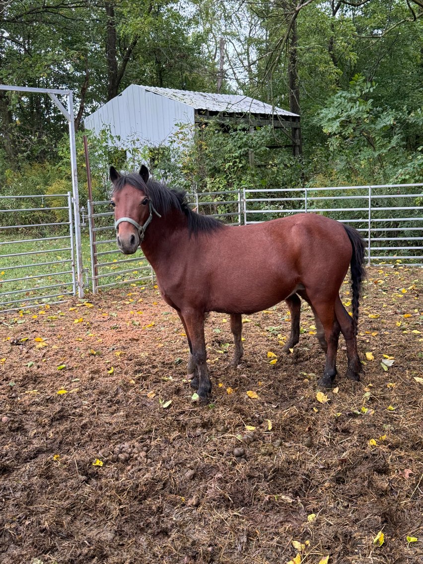 Image for Hamilton County Horse & Tack Sale -SATURDAY October 5th - Noblesville, IN
