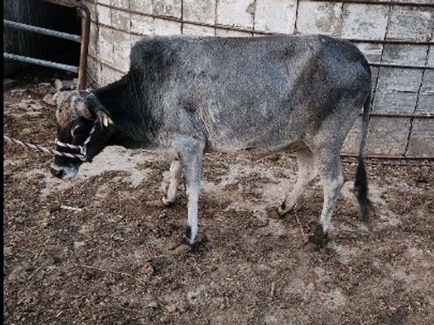 Image for Hamilton County Horse & Tack Sale -SATURDAY October 19th - Noblesville, IN