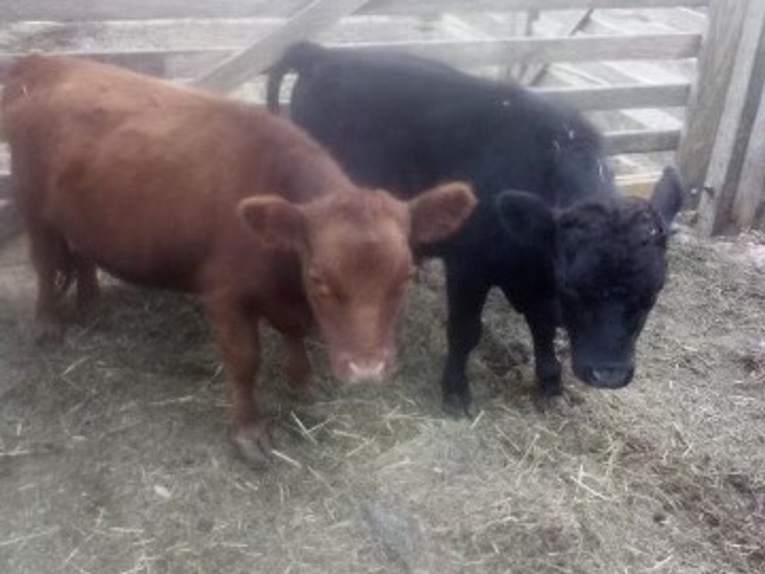 Image for Hamilton County Horse & Tack Sale -SATURDAY October 19th - Noblesville, IN