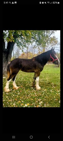 Image for 12th Annual Fall Registered Horse Sale- Hamilton County Horse & Tack Sale -SATURDAY November 2nd- Noblesville, IN