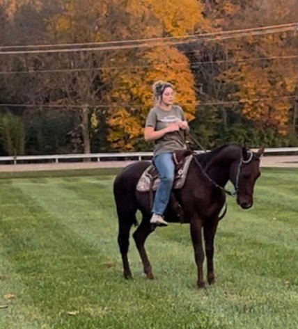 Image for 12th Annual Fall Registered Horse Sale- Hamilton County Horse & Tack Sale -SATURDAY November 2nd- Noblesville, IN