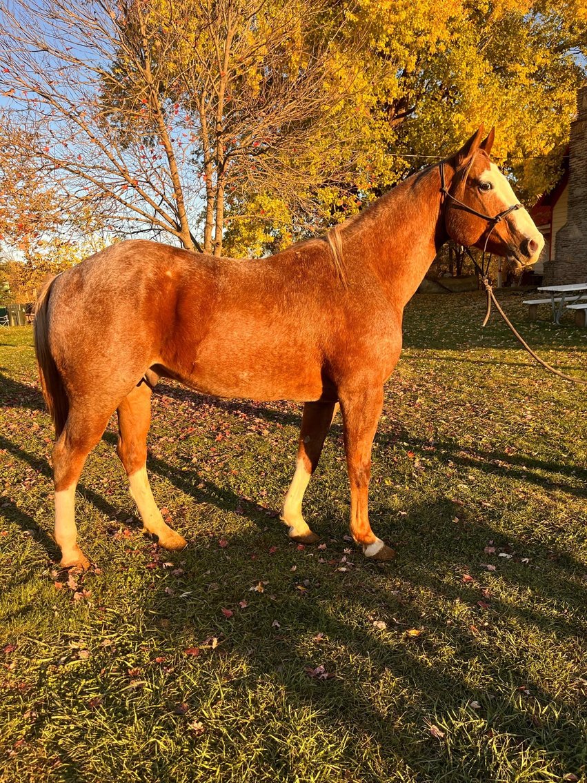 Image for 12th Annual Fall Registered Horse Sale- Hamilton County Horse & Tack Sale -SATURDAY November 2nd- Noblesville, IN