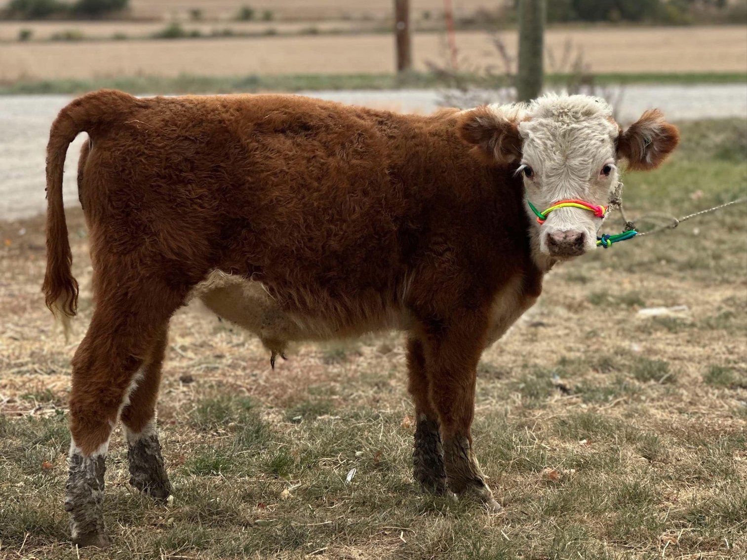 Image for 12th Annual Fall Registered Horse Sale- Hamilton County Horse & Tack Sale -SATURDAY November 2nd- Noblesville, IN