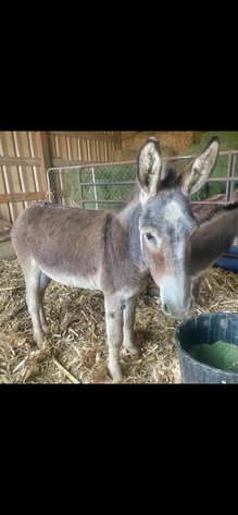 Image for Hamilton County Horse & Tack Sale -SATURDAY November 16th - Noblesville, IN