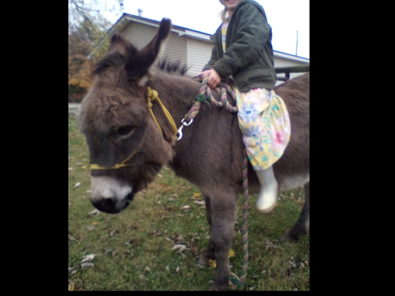 Image for Hamilton County Horse & Tack Sale -SATURDAY November 16th - Noblesville, IN