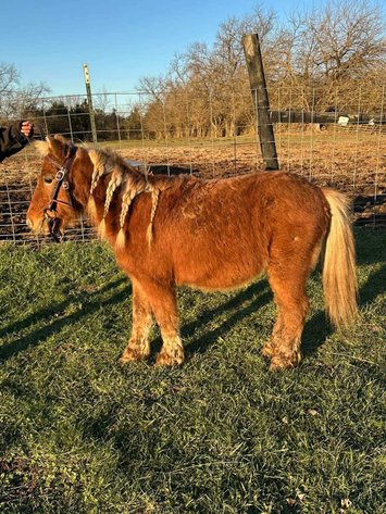 Image for Hamilton County Christmas Horse & Tack Sale -SATURDAY December 7th  - Noblesville, IN