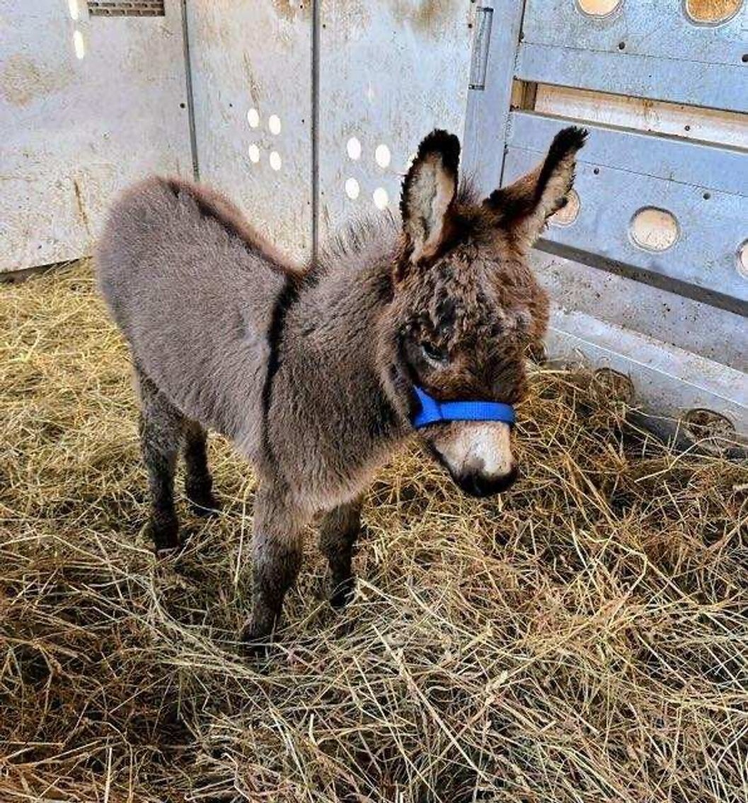 Image for Hamilton County Christmas Horse & Tack Sale -SATURDAY December 7th  - Noblesville, IN