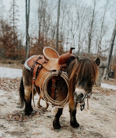 Image for Hamilton County Christmas Horse & Tack Sale -SATURDAY December 7th  - Noblesville, IN